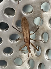 Sastrapada australica