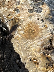 Peniophora incarnata