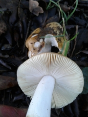 Russula