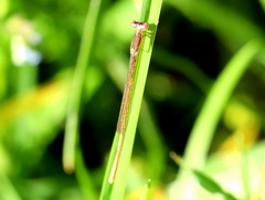 Agriocnemis falcifera