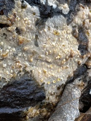 Peniophora incarnata