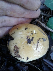 Russula