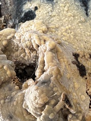 Peniophora incarnata