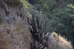 Armatocereus matucanensis