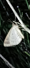 Larentia malvata