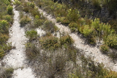 Serruria inconspicua