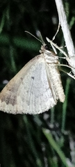 Larentia malvata