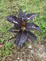 Graptophyllum