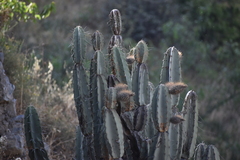 Armatocereus matucanensis