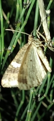 Larentia malvata