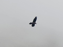 Gypaetus barbatus barbatus