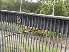 Tropidoderus childrenii