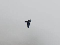 Gypaetus barbatus barbatus