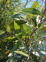 Salix laevigata