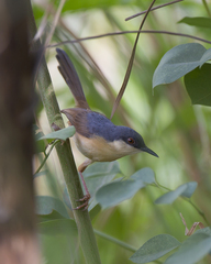 Prinia socialis