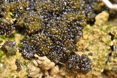 Enchylium tenax ceranoides