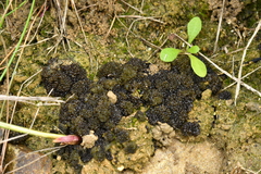 Enchylium tenax ceranoides