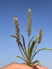 Plantago aristata