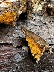 Fuscoporia gilva