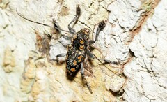 Aegomorphus laetificus