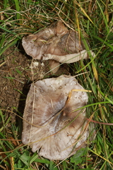 Entoloma bloxamii