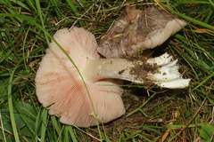 Entoloma bloxamii