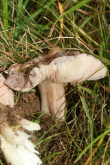 Entoloma bloxamii