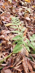Dryopteris