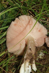 Entoloma bloxamii