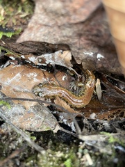 Desmognathus planiceps