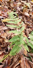 Dryopteris