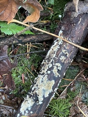 Coniophora puteana