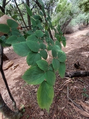 Celtis africana