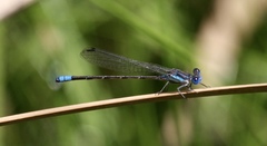 Argia alberta