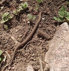 Bothrops ammodytoides