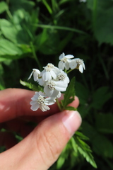 Achillea macrophylla
