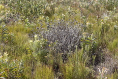 Berkheya barbata