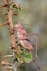 Ephippiger terrestris terrestris