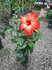 Hibiscus rosa-sinensis