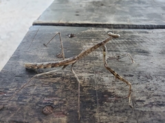 Phasmomantis sumichrasti