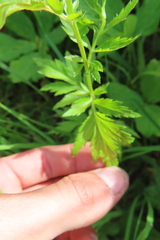 Achillea macrophylla