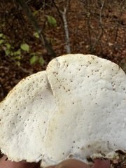Rigidoporus populinus