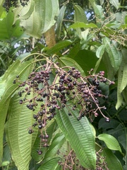 Miconia subseriata