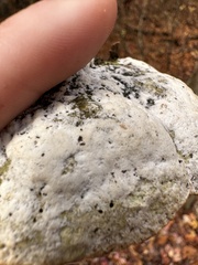 Rigidoporus populinus