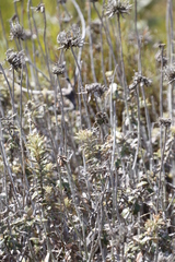 Berkheya barbata
