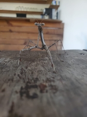 Phasmomantis sumichrasti