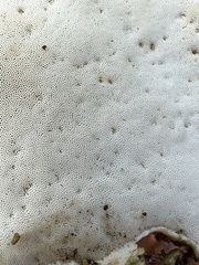 Rigidoporus populinus