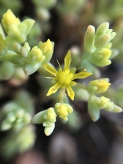 Sedum nuttallii