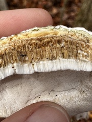 Rigidoporus populinus