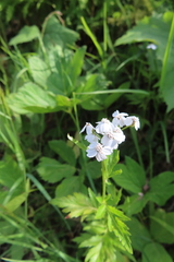 Achillea macrophylla